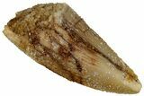 Serrated Raptor Premaxillary Tooth - Real Dinosaur Tooth #295969-1